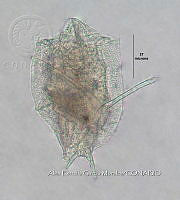 HE009 R 0109 Trichotria tetractis.jpg