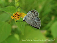 JCGM01072 Hemiargus ceraunus ssp. astenidas.jpg