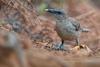 JRRO0420 Quiscalus lugubris.jpg