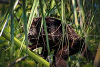 FBA0529 Alouatta pigra.jpg