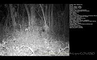 FJBL0121 Panthera onca.jpg