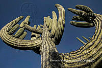 MN6PyH0076 Cephalocereus tetetzo.jpg