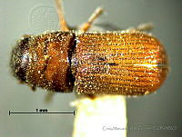 CMLG061 Dendroctonus mexicanus.jpg