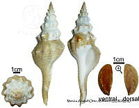 KT014 0762 Fusinus spectrum.JPG