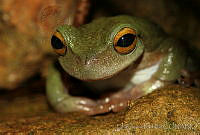 EGP0076 Plectrohyla avia.jpg