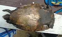 NE017 357 Dermatemys mawii.jpg