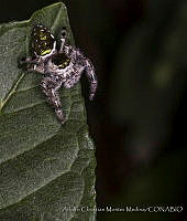 ACMM12 Salticidae.JPG