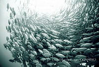 LFE002 Cabo Pulmo, Baja California Sur.jpg