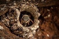 MEP03 Melipona sp..jpg