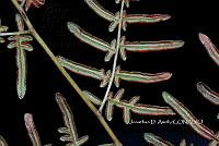 Zongo 0005 Pteridium caudatum.jpg