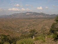 MGvarios36 Chihuahua.jpg