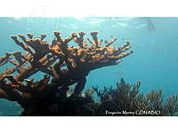 PMC0067 Acropora cervicornis.JPG