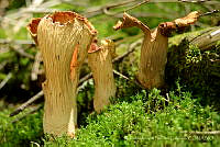 NPG001 Turbinellus floccosus.jpg