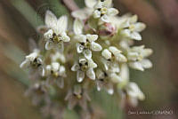 SL0703 Asclepias linaria.jpg