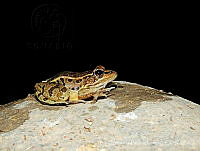 LEBJ0002 Lithobates forreri.jpg