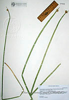 LAC020 Schoenoplectus americanus.JPG