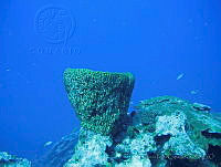 HPE113 Geodia neptuni.jpg