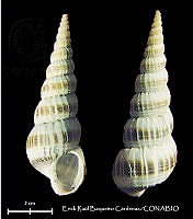 KT014 0408 Amaea mitchelli.JPG