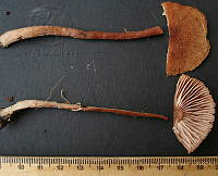 RGO0363 Laccaria trichodermophora.JPG