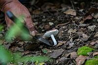 ZAPF 0771 Russula emetica.jpg