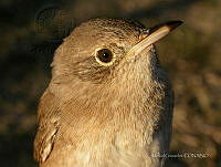 MGaves 2728 Troglodytes aedon.jpg