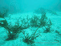 RRR0003 Sargassum horridum.JPG