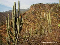 OTVHK040-904 Tetechera de Neobuxbaumia tetetzo cerca poblacion de Mhuitzilipochtli.TIF