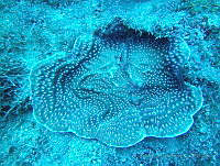 JAJ0068 Agaricia lamarcki.jpg
