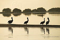 TEO110 Pelecanus occidentalis.jpg