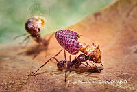 MN6PG0440 Acromyrmex octospinosus.jpg