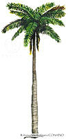 RAA0113 Roystonea regia.jpg