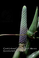 Zoqui 0391 Anthurium pentaphyllum var. Bombacifolium.jpg