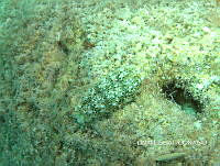 NE018 0344 Ectyoplasia ferox.jpg