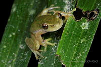 JEPS042 Ptychohyla euthysanota.jpg
