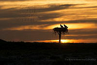 TEMV0026 Pandion haliaetus.jpg