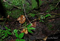 DK0771 Fungi.jpg