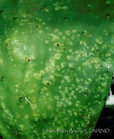 PDA0122 Opuntia amyclae.JPG