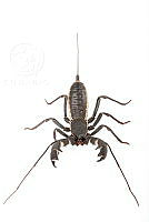MASM07886 Mastigoproctus giganteus.jpg