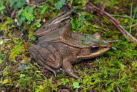 VHJA 0010 Lithobates vaillanti.jpg