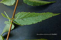 Yolox 3306 Asterohyptis stellulata (Benth.) Epling.jpg