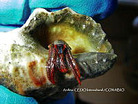 NBA0062 Clibanarius digueti.JPG