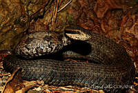 EGP0408 Cerrophidion tzotzilorum.jpg