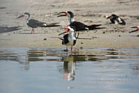 JF211 A 043 Rynchops niger.jpg