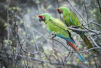 MASM07509 Ara militaris.jpg