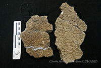CADR231 Glyptotherium floridanum.jpg