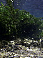 TCM 0001 Tampichthys sp..TIF