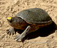 TB 004 Kinosternon vogti.jpg