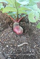 ZG012 0044 Beta vulgaris.jpg