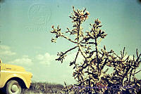 3193 Opuntia kleiniae.jpg