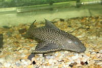 LCF0460 Hypostomus plecostomus.jpg